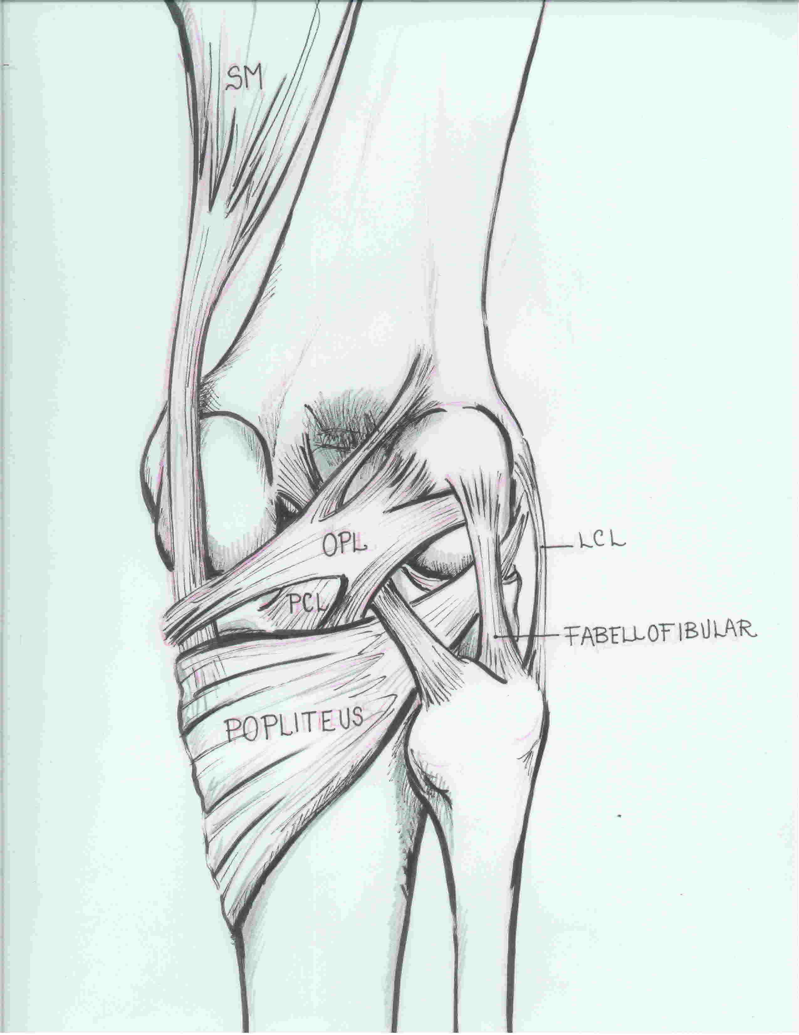 Oblique popliteal ligament