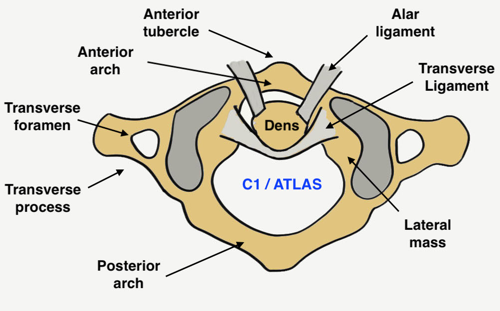 Atlas