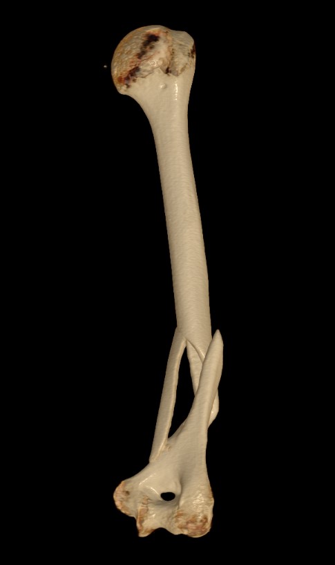 Humerus # 1