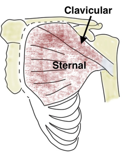 P Major anatomy