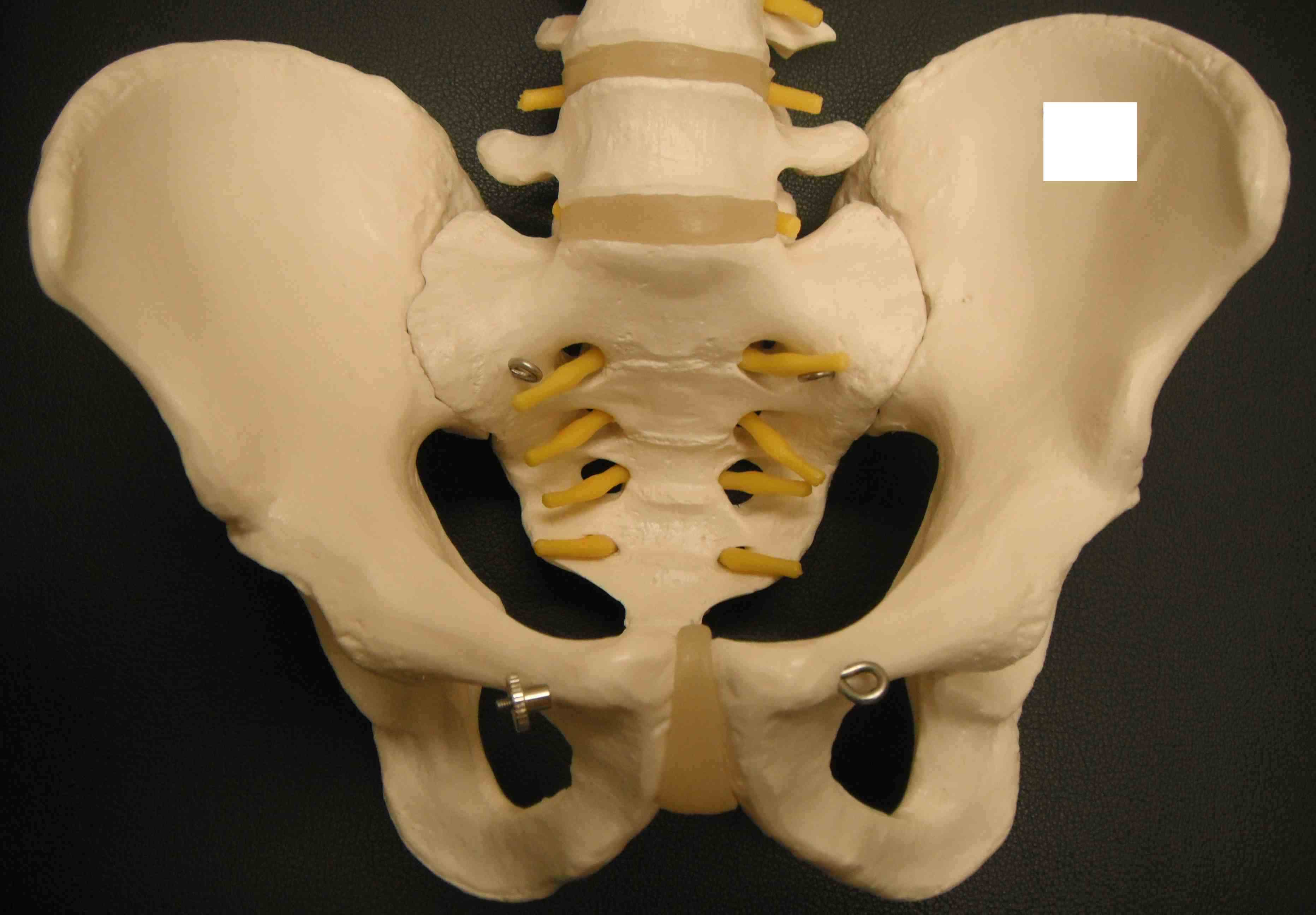 Pelvic Anatomy