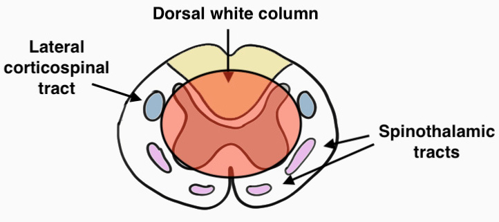 Central cord