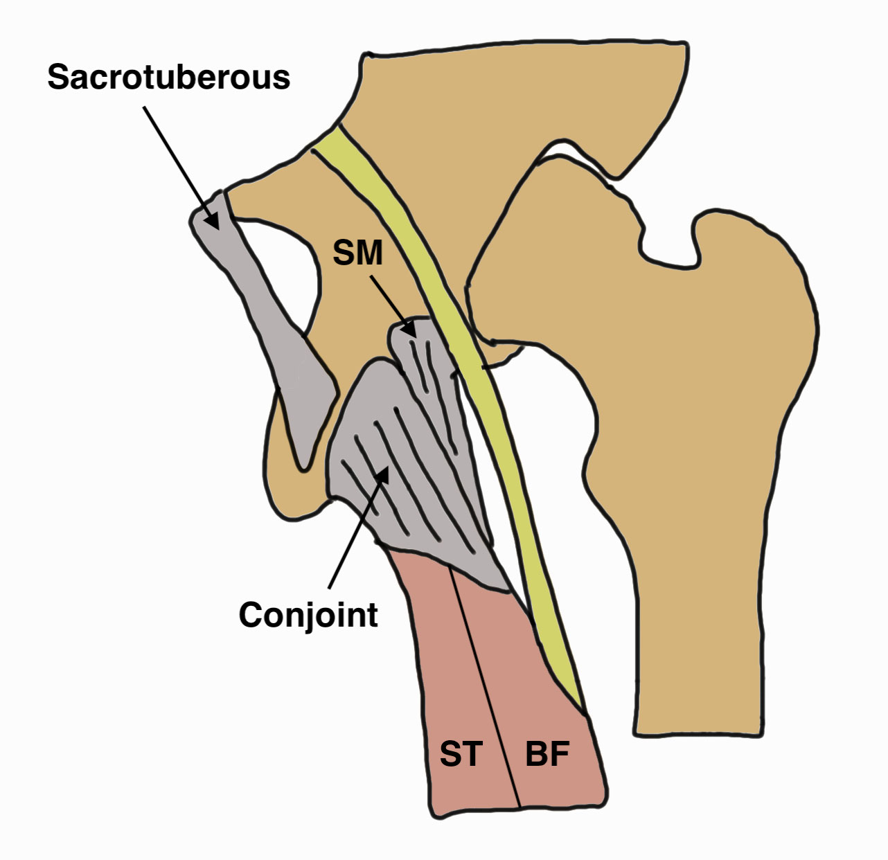 PH anatomy 2