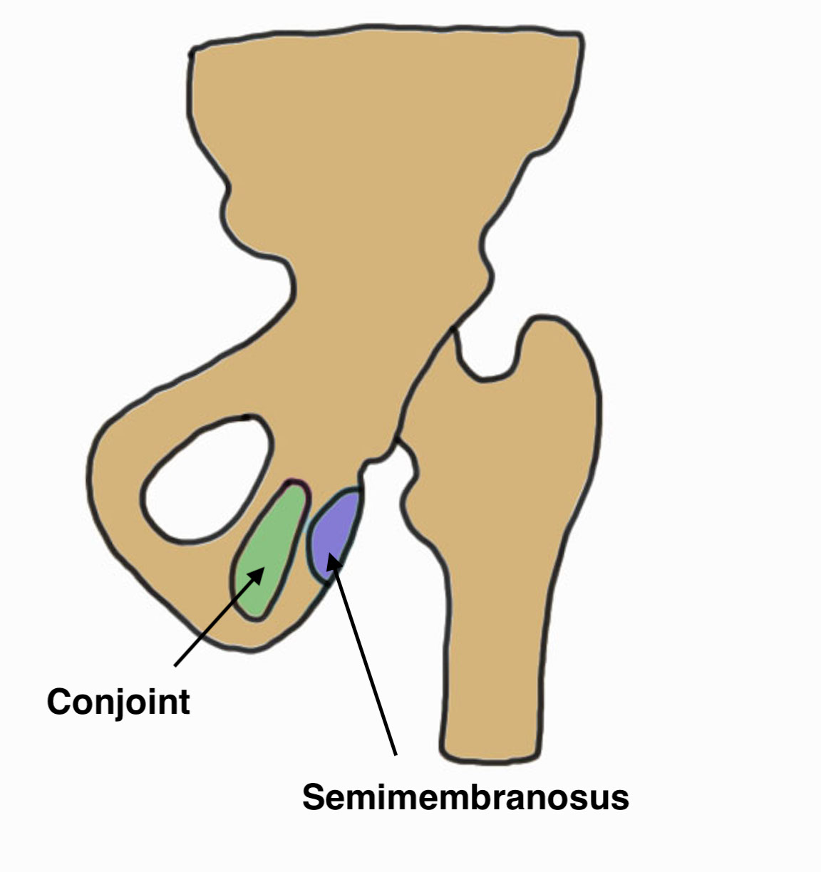 PH anatomy 1