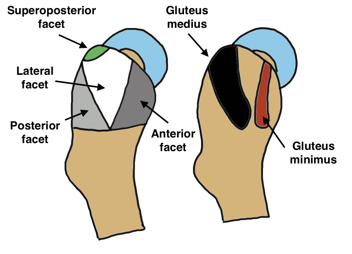 gluteal anatomy