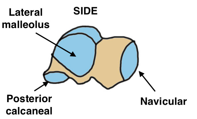 Talus anatomy