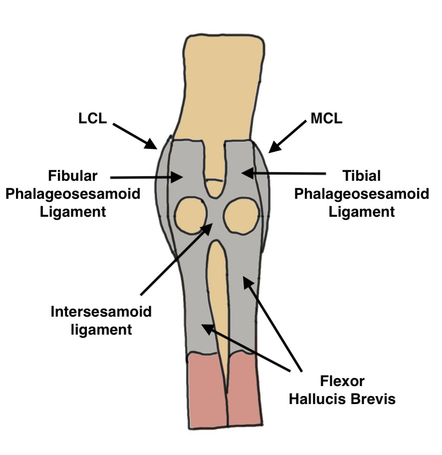 Plantar plate