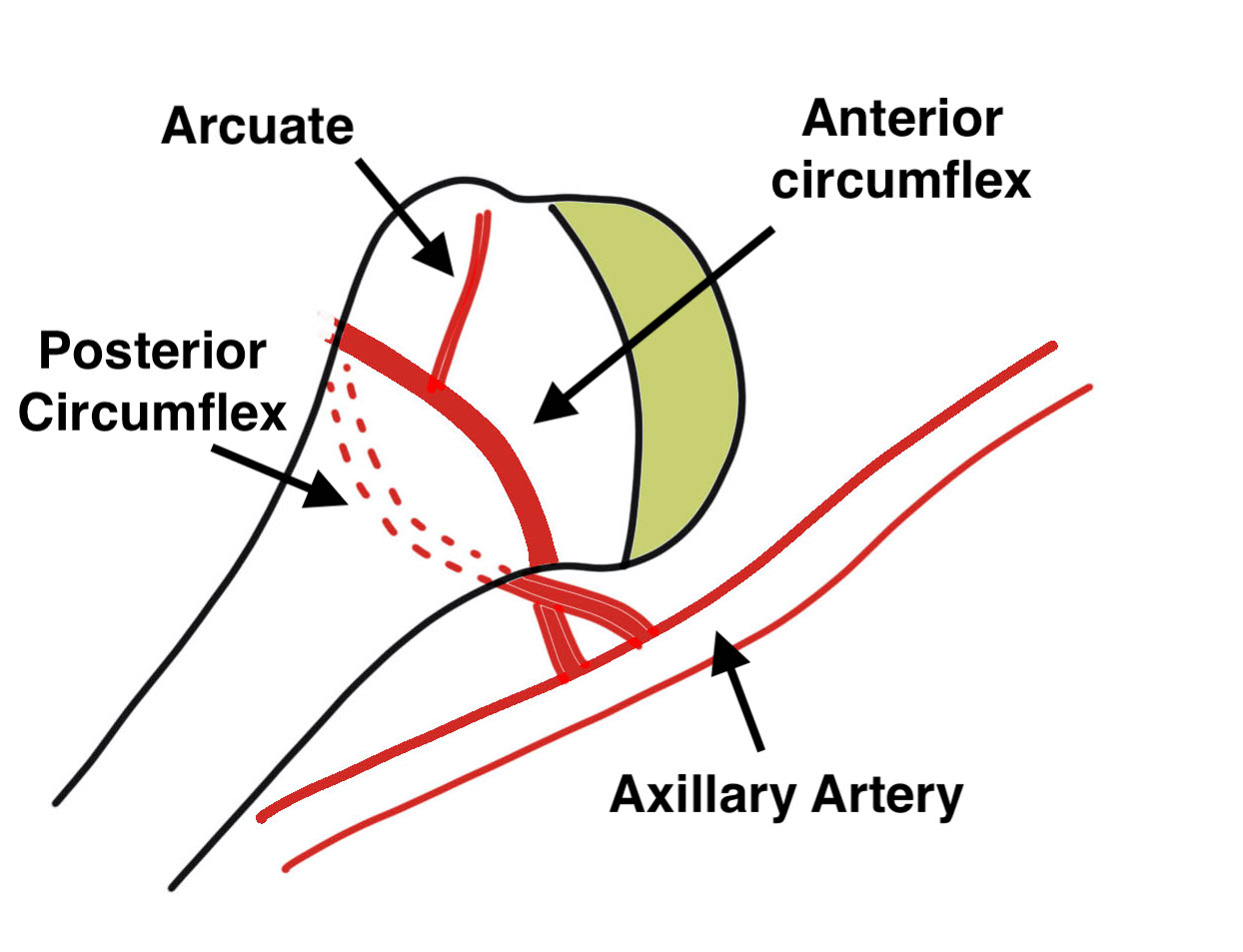 Blood supply humeral head